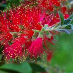 Tyčinkovec vŕbovitý (Callistemon viminalis) ´RED ROCKET´® - výška 10-20 cm, kont. C2L